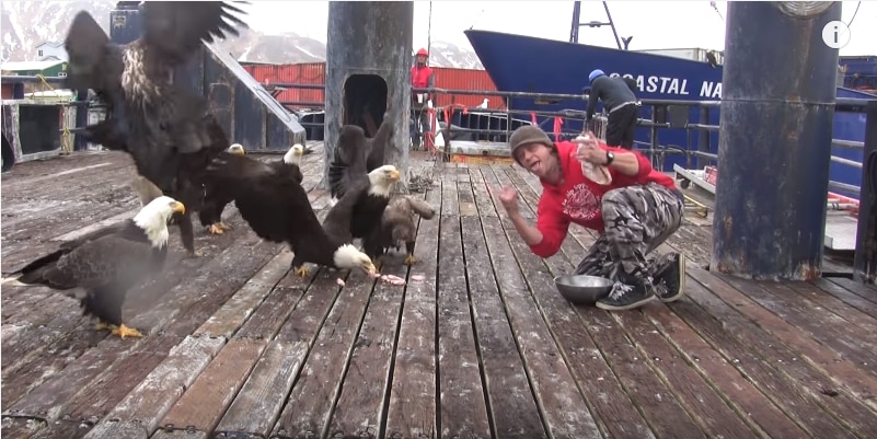 В суровых краях и голуби суровые! Кормление белоголовых орланов на Аляске