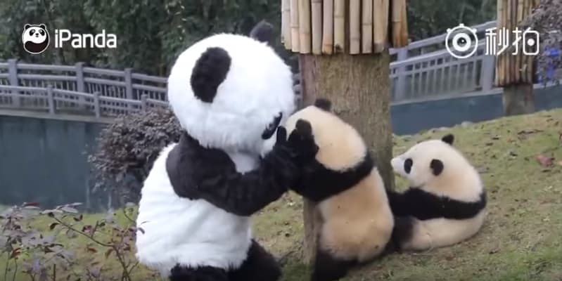 Одна из лучших работ в мире: Работники китайского заповедника переодеваются в панду и обнимаются с маленькими пандами