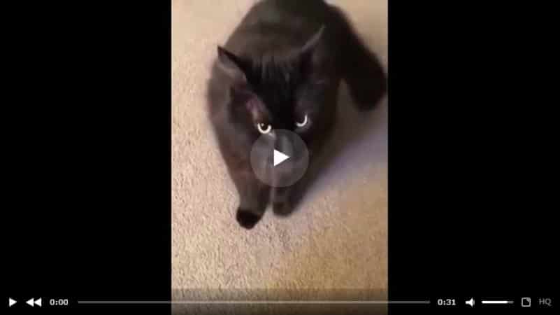 Кот, которому нельзя отказывать. Видео