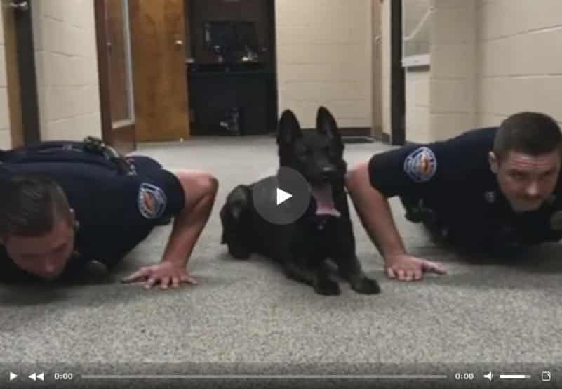 Полицейский пёс присоединился к офицерам во время тренировки. Видео