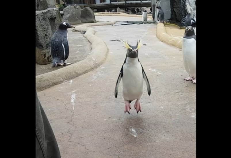 Ковальски больше не наливать! Жизнерадостный пингвин радуется наступлению праздников