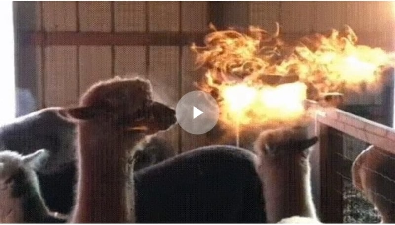 Огнедышащая альпака из Колорадо. Видео