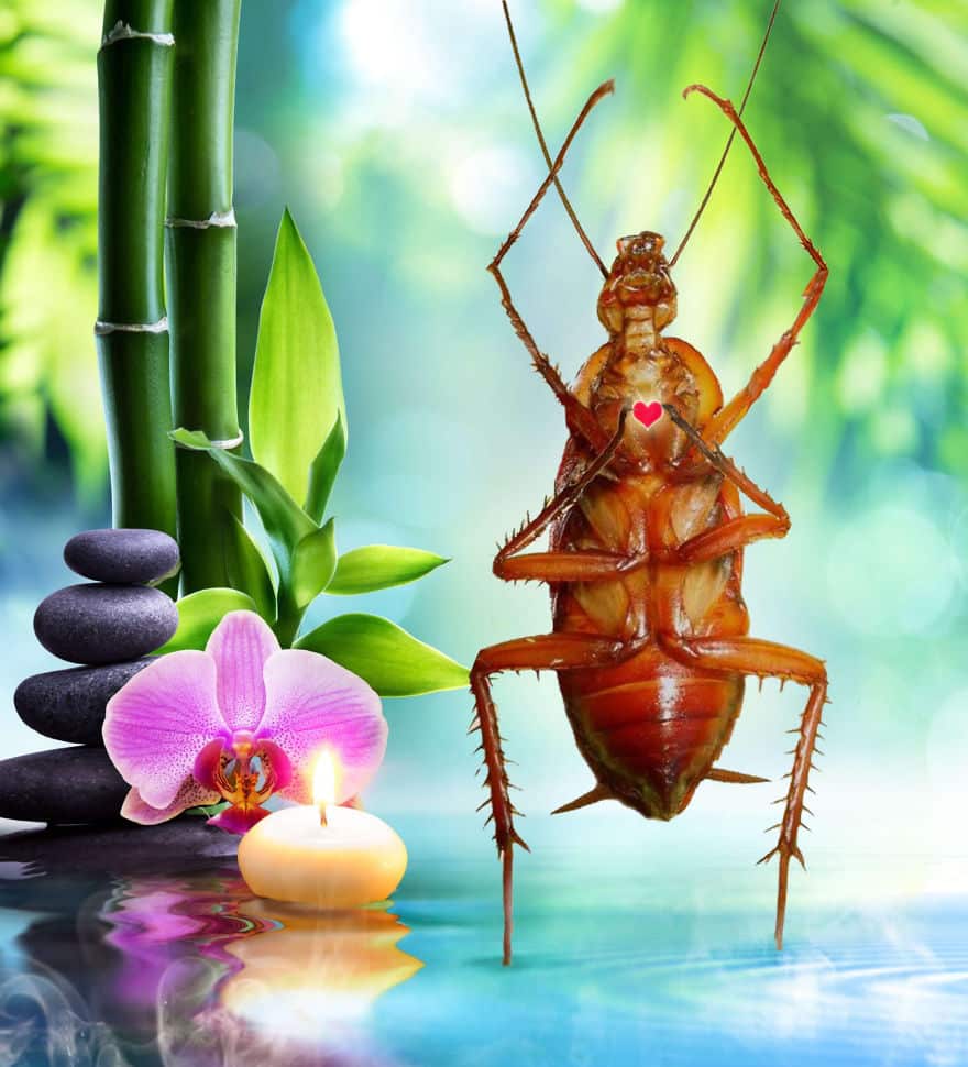 Дневники таракана: найден самый странный аккаунт в Инстаграм! рис 2