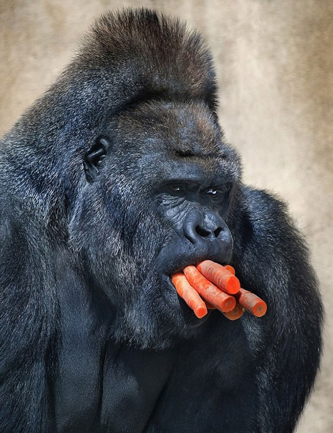 11 смешных снимков горилл, которых угостили морковкой!