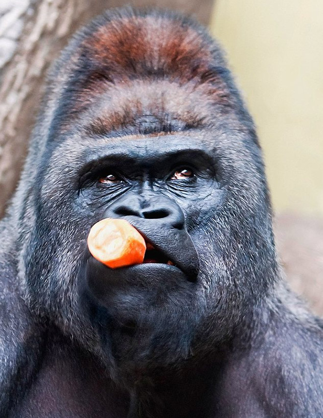 11 смешных снимков горилл, которых угостили морковкой! рис 10