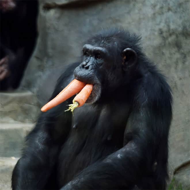 11 смешных снимков горилл, которых угостили морковкой! рис 9