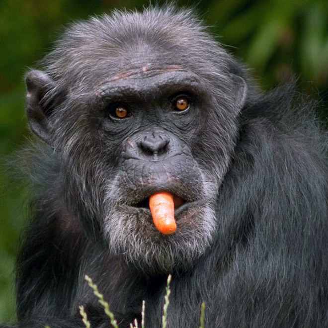 11 смешных снимков горилл, которых угостили морковкой! рис 5