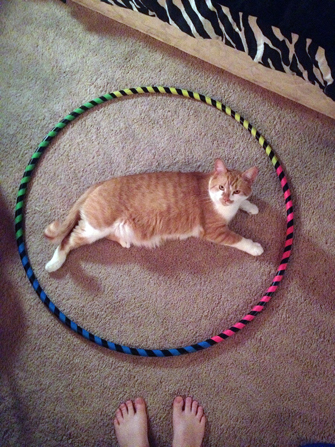 14 доказательств того, что если на полу есть круг, в нем появится кошка! рис 4