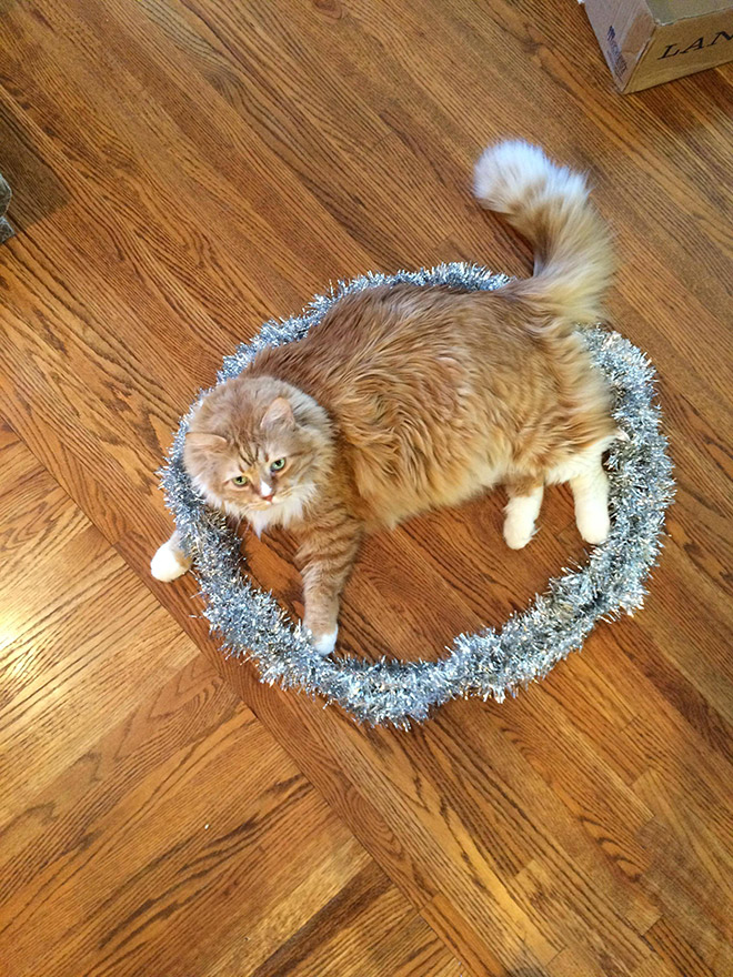 14 доказательств того, что если на полу есть круг, в нем появится кошка!