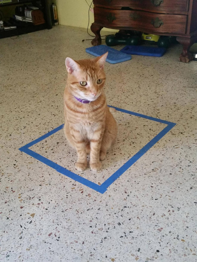 14 доказательств того, что если на полу есть круг, в нем появится кошка! рис 12