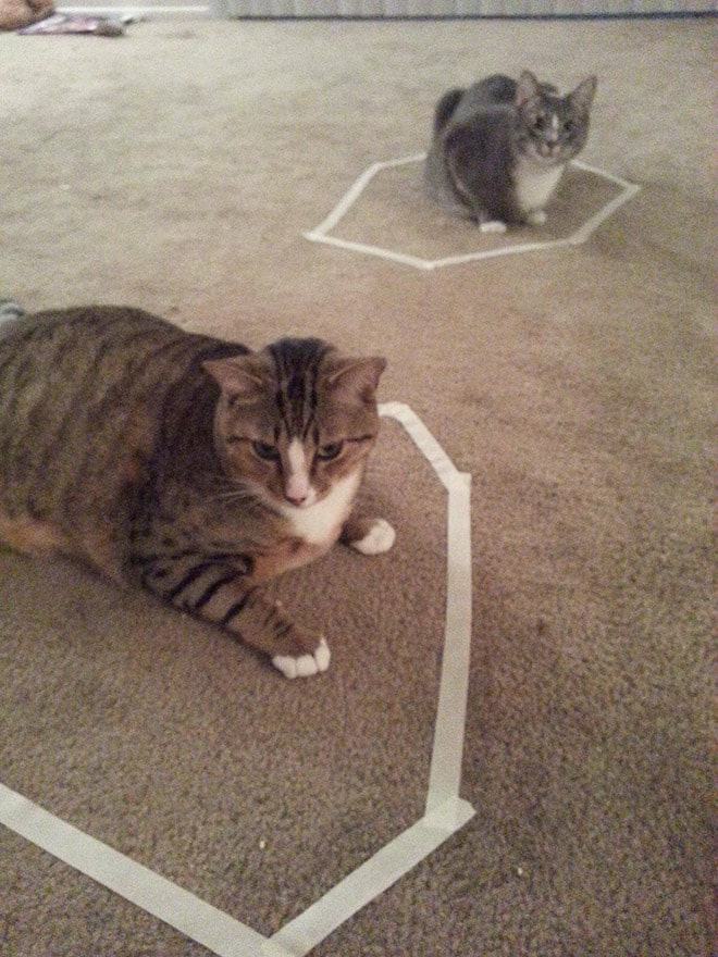 14 доказательств того, что если на полу есть круг, в нем появится кошка! рис 11