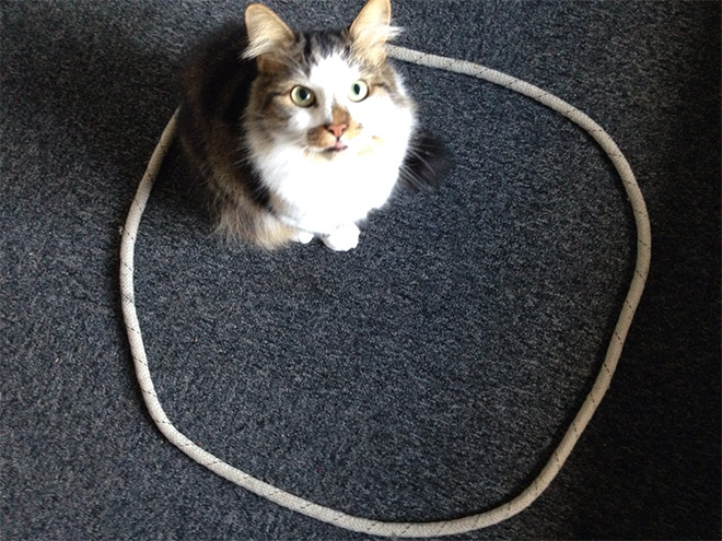 14 доказательств того, что если на полу есть круг, в нем появится кошка! рис 8