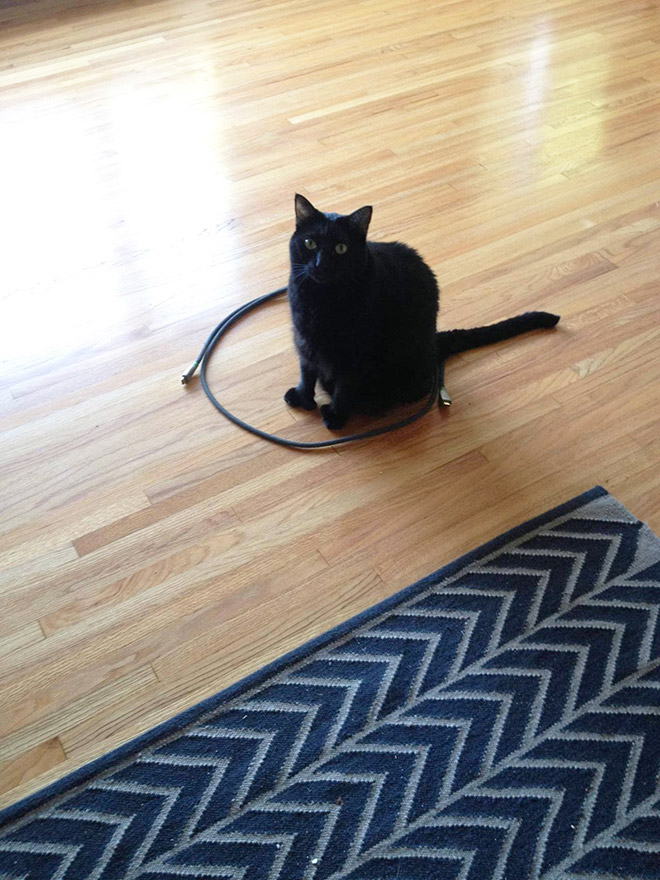 14 доказательств того, что если на полу есть круг, в нем появится кошка! рис 6