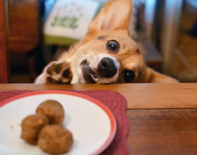 16 смешных мордочек собак при виде еды рис 14