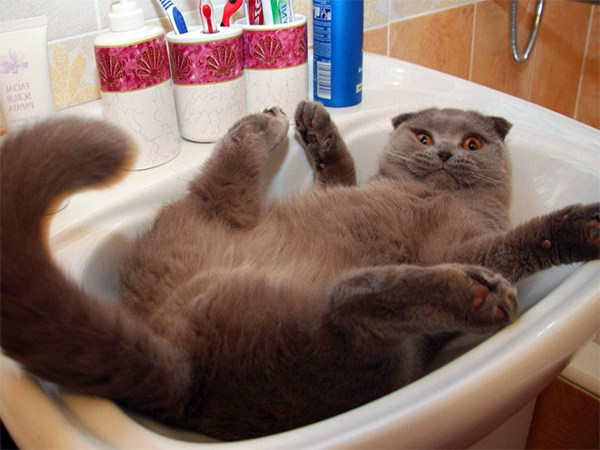 20 неоспоримых доказательств того, что коты все-таки жидкость!