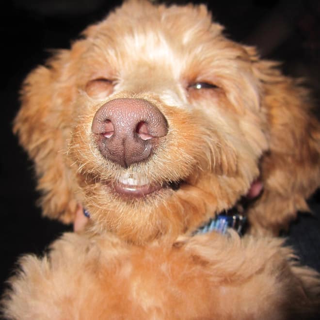 18 собак-улыбак со всего интернета! рис 6