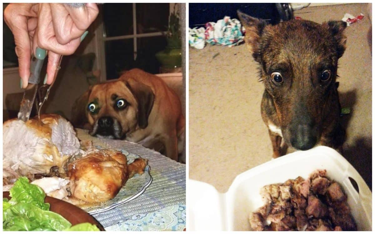 16 смешных мордочек собак при виде еды