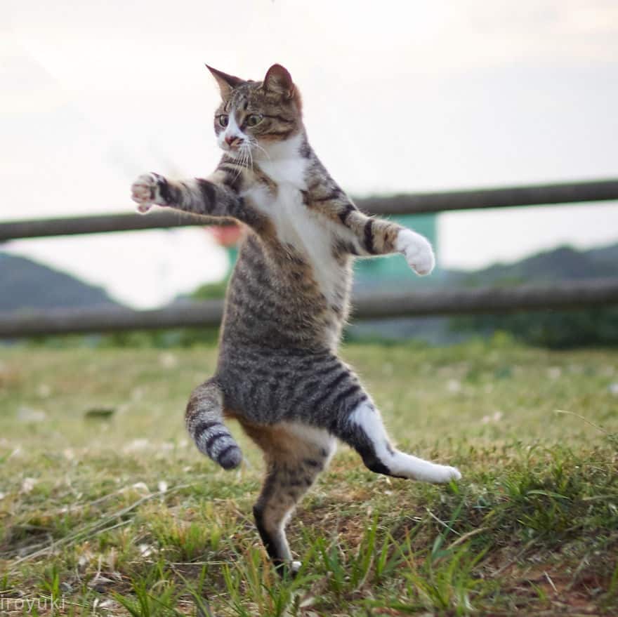 20 доказательств того, что коты владеют боевыми искусствами! Может, ваш питомец тоже ниндзя? :)