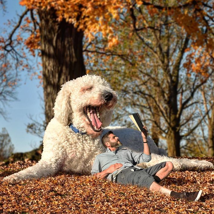 20 очень странных фото о гигантской собаке, которая жаждет приключений! :)