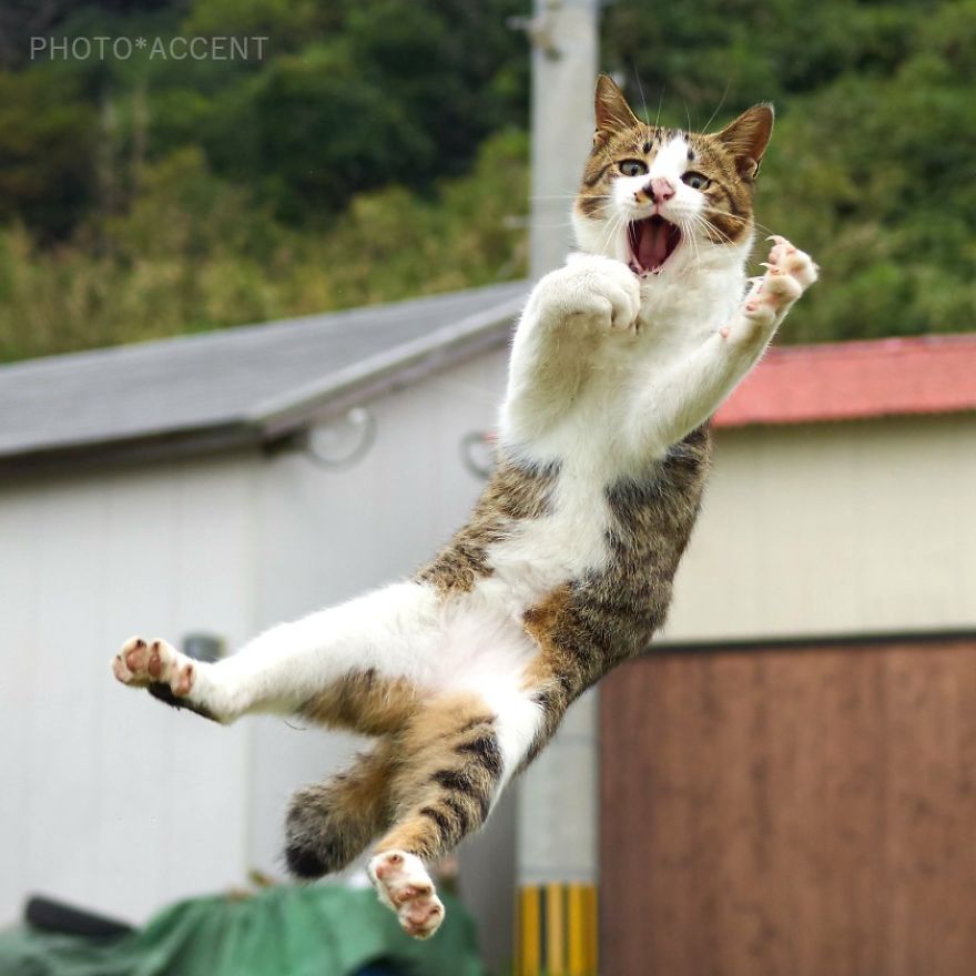 20 доказательств того, что коты владеют боевыми искусствами! Может, ваш питомец тоже ниндзя? :) рис 10