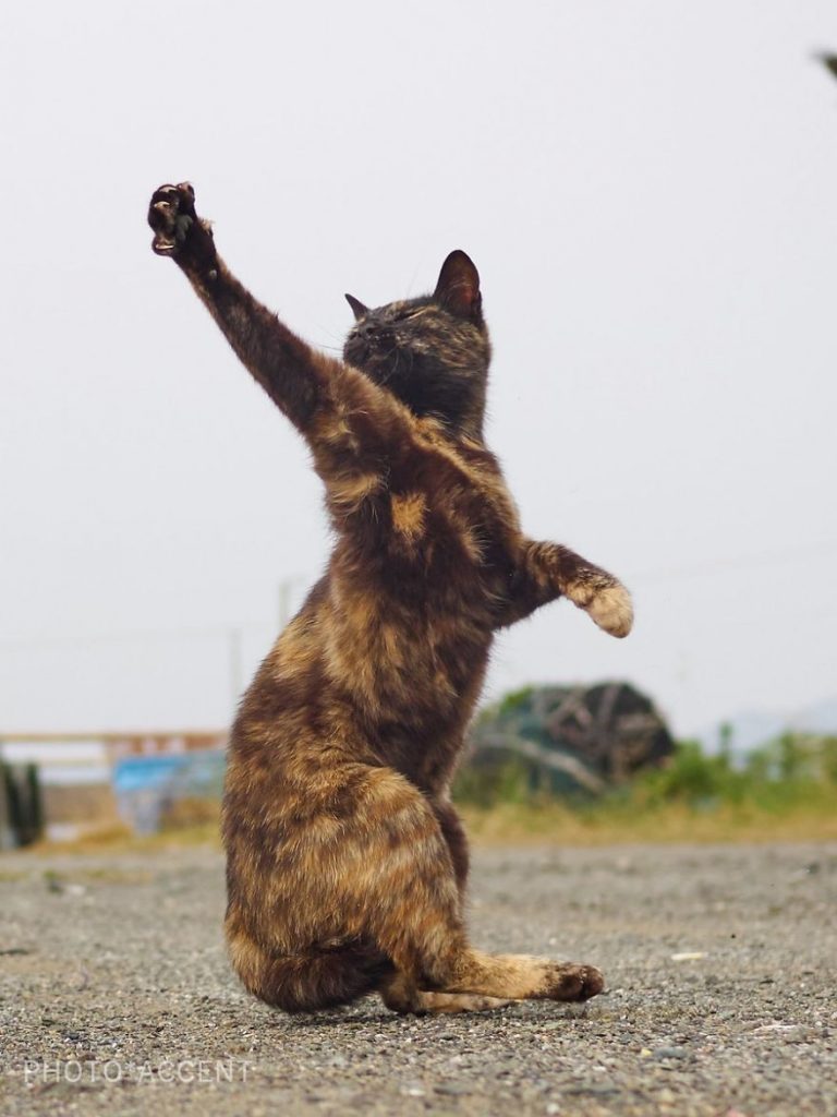 20 доказательств того, что коты владеют боевыми искусствами! Может, ваш питомец тоже ниндзя? :) рис 11