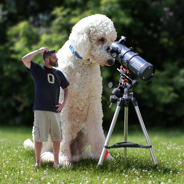 20 очень странных фото о гигантской собаке, которая жаждет приключений! :) рис 11