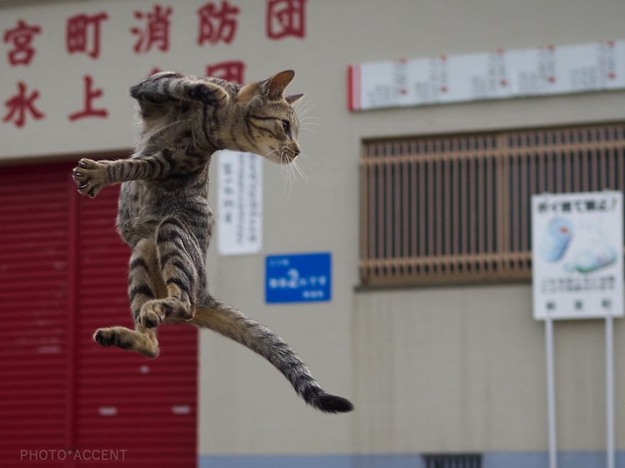 20 доказательств того, что коты владеют боевыми искусствами! Может, ваш питомец тоже ниндзя? :) рис 13
