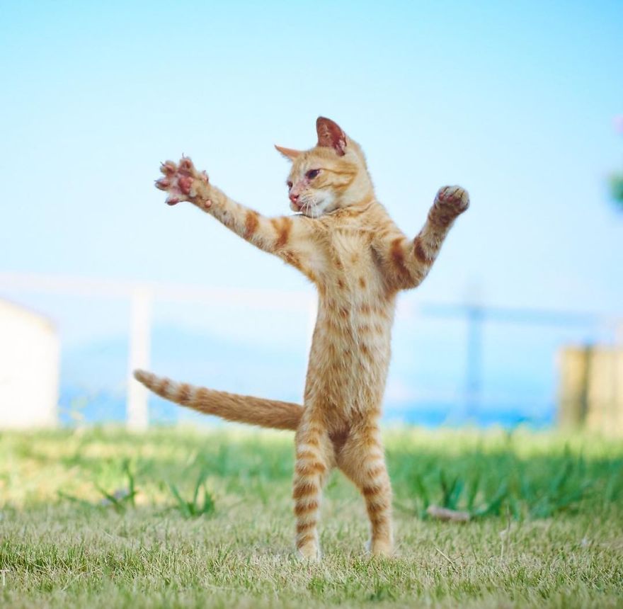 20 доказательств того, что коты владеют боевыми искусствами! Может, ваш питомец тоже ниндзя? :) рис 14