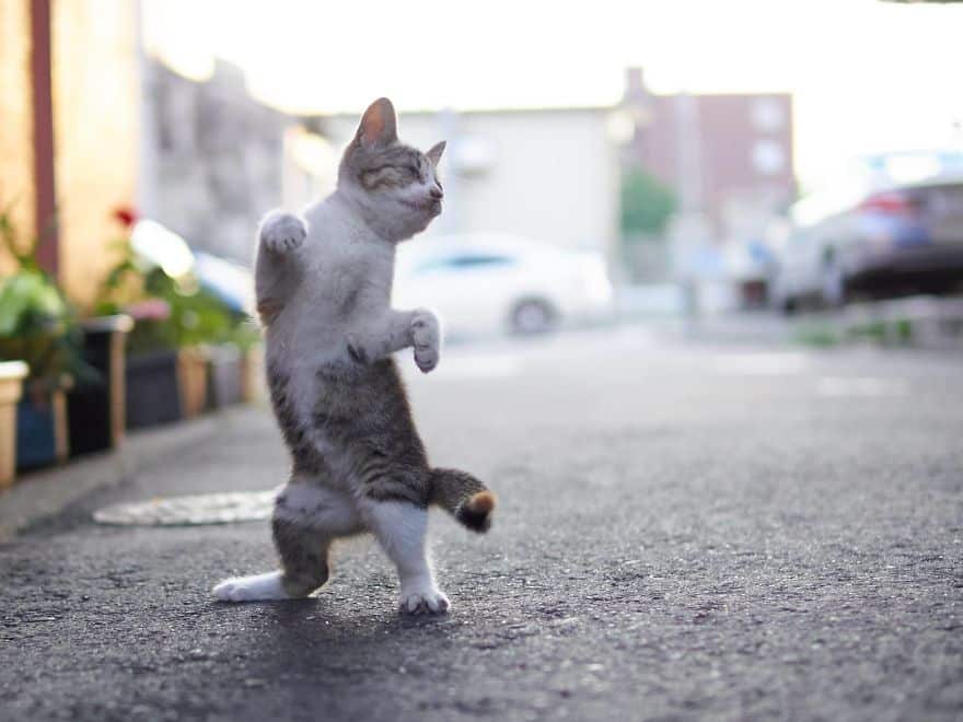 20 доказательств того, что коты владеют боевыми искусствами! Может, ваш питомец тоже ниндзя? :) рис 15