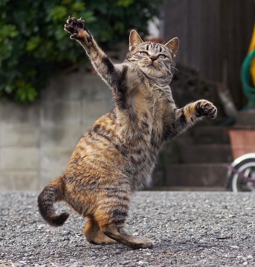 20 доказательств того, что коты владеют боевыми искусствами! Может, ваш питомец тоже ниндзя? :) рис 16