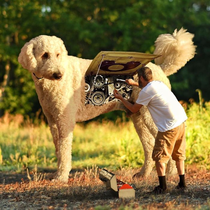 20 очень странных фото о гигантской собаке, которая жаждет приключений! :) рис 16