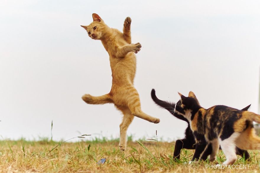 20 доказательств того, что коты владеют боевыми искусствами! Может, ваш питомец тоже ниндзя? :) рис 17