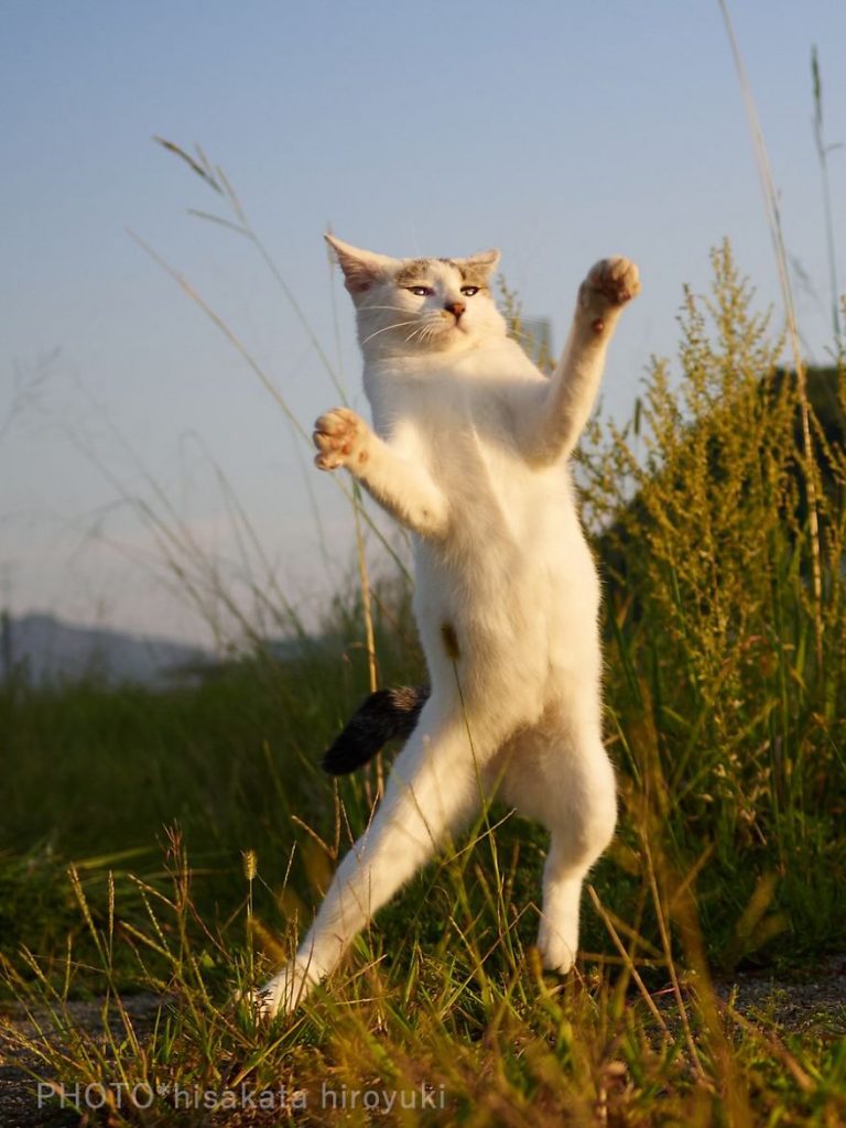 20 доказательств того, что коты владеют боевыми искусствами! Может, ваш питомец тоже ниндзя? :) рис 18