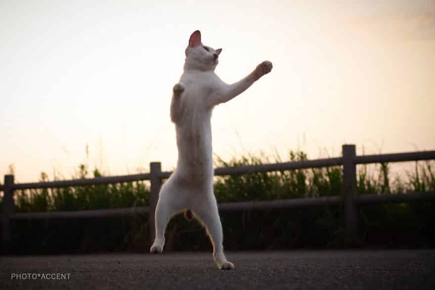 20 доказательств того, что коты владеют боевыми искусствами! Может, ваш питомец тоже ниндзя? :) рис 19