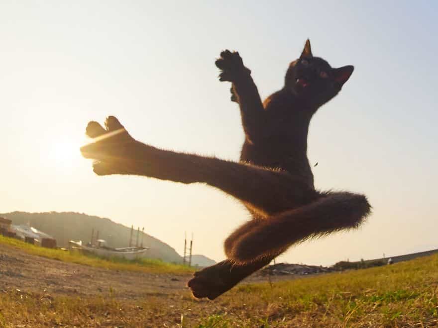 20 доказательств того, что коты владеют боевыми искусствами! Может, ваш питомец тоже ниндзя? :) рис 2