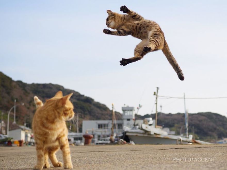 20 доказательств того, что коты владеют боевыми искусствами! Может, ваш питомец тоже ниндзя? :) рис 20