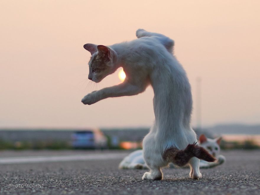 20 доказательств того, что коты владеют боевыми искусствами! Может, ваш питомец тоже ниндзя? :) рис 4