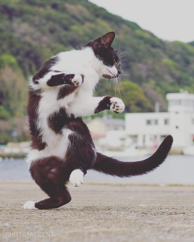 20 доказательств того, что коты владеют боевыми искусствами! Может, ваш питомец тоже ниндзя? :) рис 6