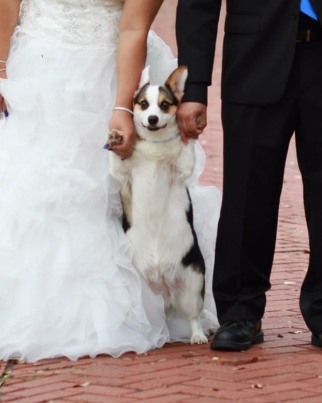 Собачка на свадьбе