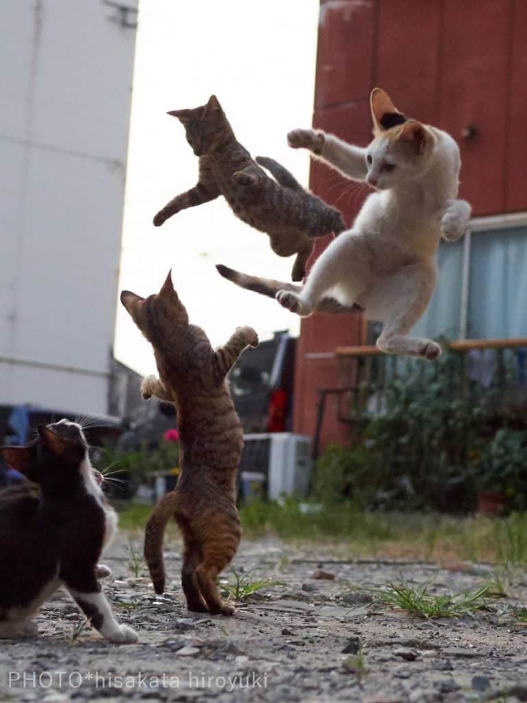 20 доказательств того, что коты владеют боевыми искусствами! Может, ваш питомец тоже ниндзя? :) рис 7