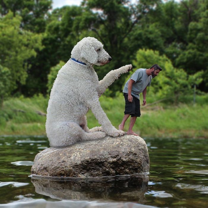 20 очень странных фото о гигантской собаке, которая жаждет приключений! :) рис 8