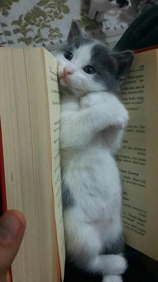 17 котов-"закладок", которым есть что сказать об этой вашей книге!