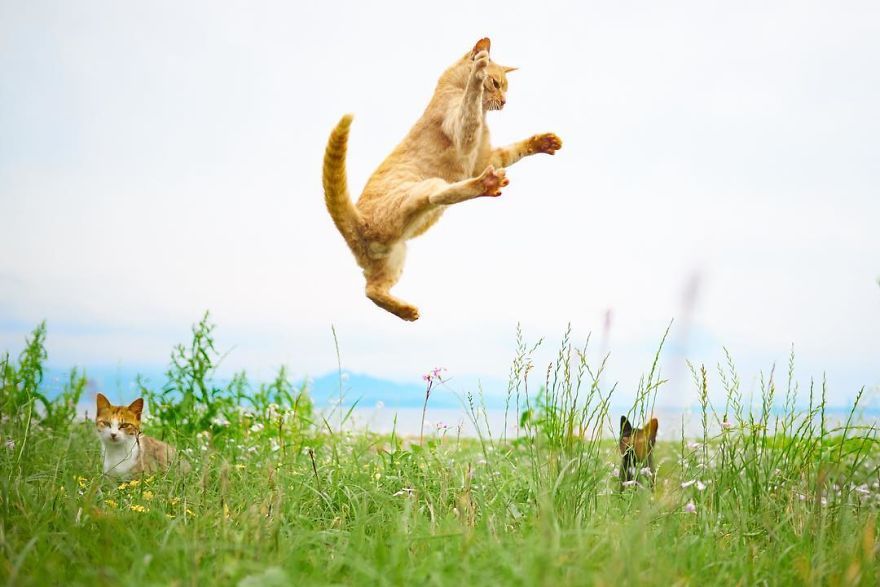 20 доказательств того, что коты владеют боевыми искусствами! Может, ваш питомец тоже ниндзя? :) рис 9