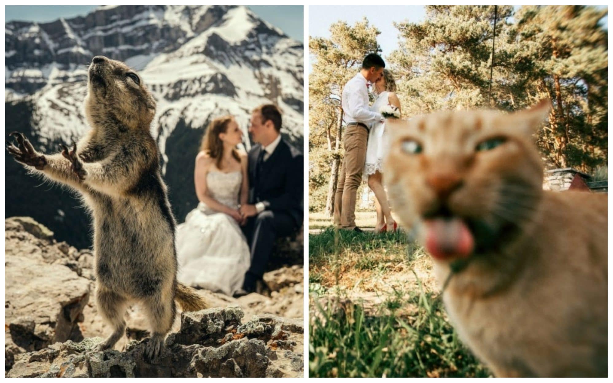 20 случайно испорченных снимков со свадьбы, ставших настоящей фотобомбой!