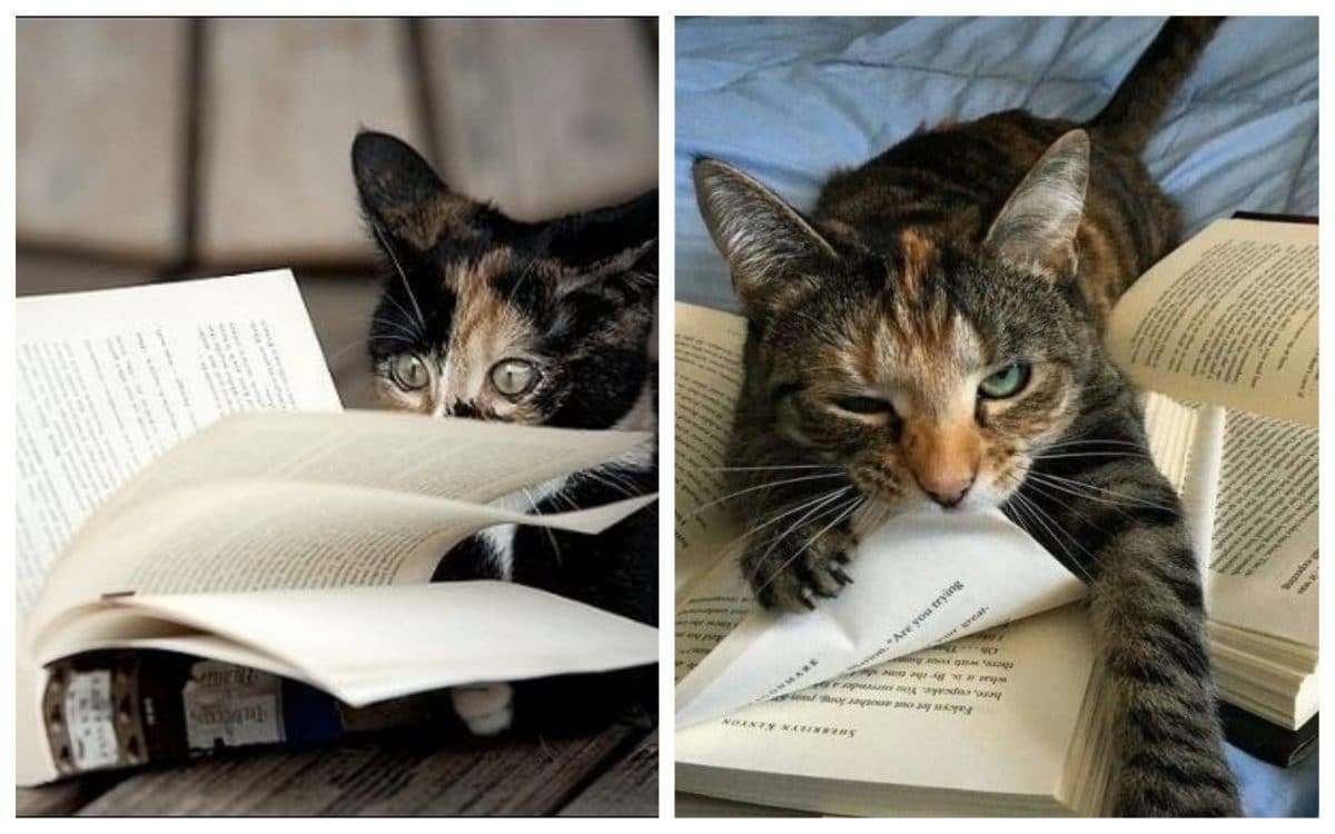 17 котов-"закладок", которым есть что сказать об этой вашей книге!