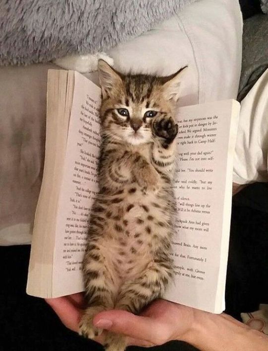 17 котов-"закладок", которым есть что сказать об этой вашей книге! рис 2