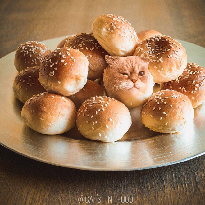 18 кошек маскируются под еду с легкой руки российской художницы! 15