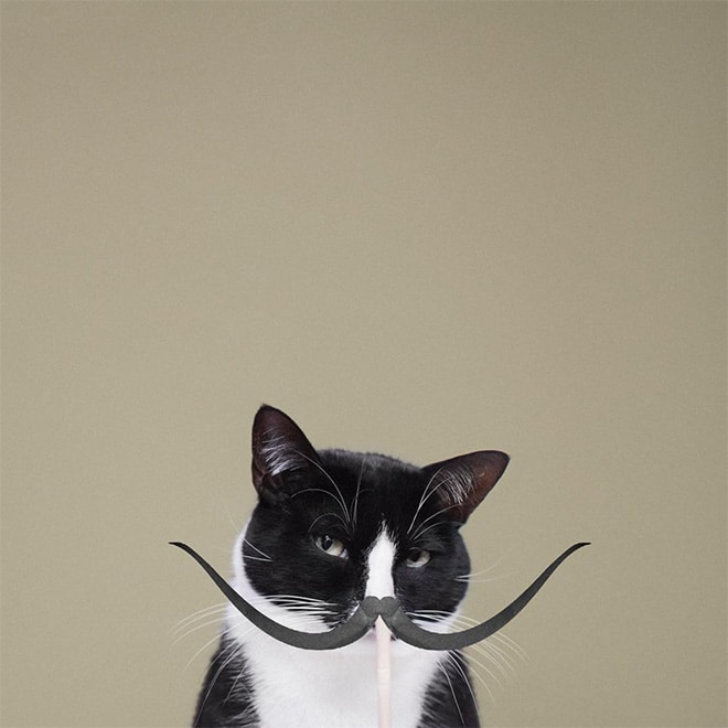 18 фото кошки, чей Инстаграм называют самым ярким и интересным! рис 11
