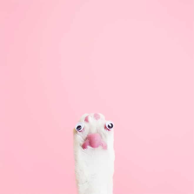 18 фото кошки, чей Инстаграм называют самым ярким и интересным! рис 2