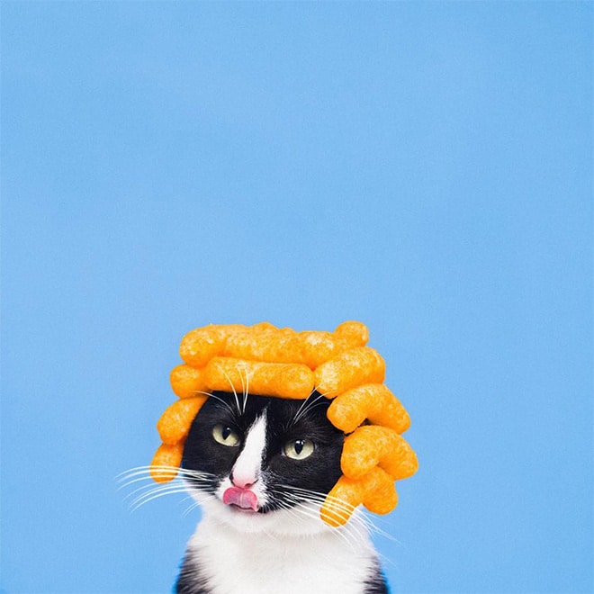 18 фото кошки, чей Инстаграм называют самым ярким и интересным! рис 3